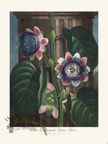 20 The Quadrangular Passion Flower